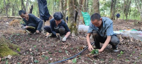 村民们正在移栽黄连 (2)