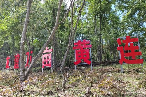 友谊万亩黄连林下种植基地