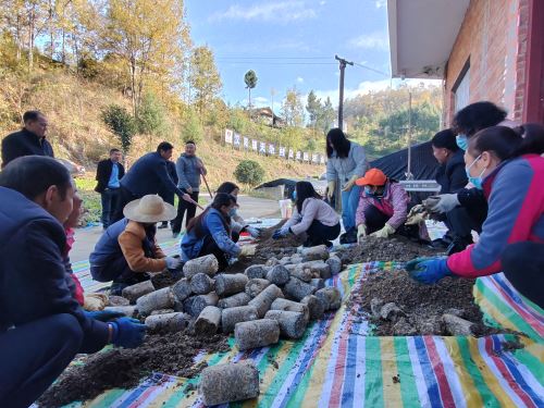 天池村羊肚菌种植基地，在技术人员指导下，村干部和村民搓散菌包