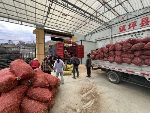 亳州市嘉鸿中药饮片有限公司正在对前胡进行称重