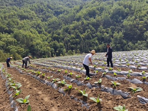 a42760f4a84cb3cf11031187d802388