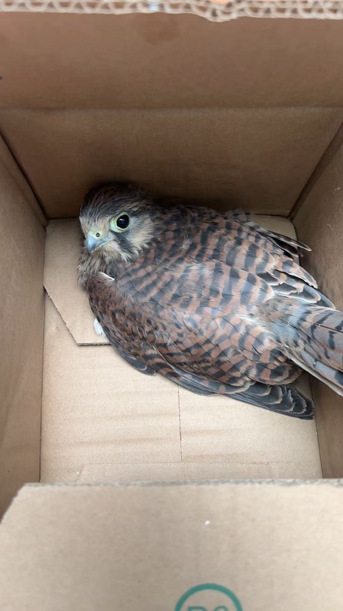 ad6a2d8e866751f5d3ed0f00d04f9ed6