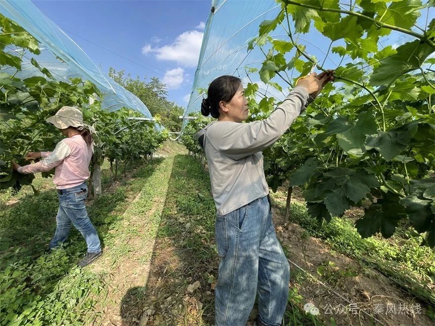 微信图片_20250627153044