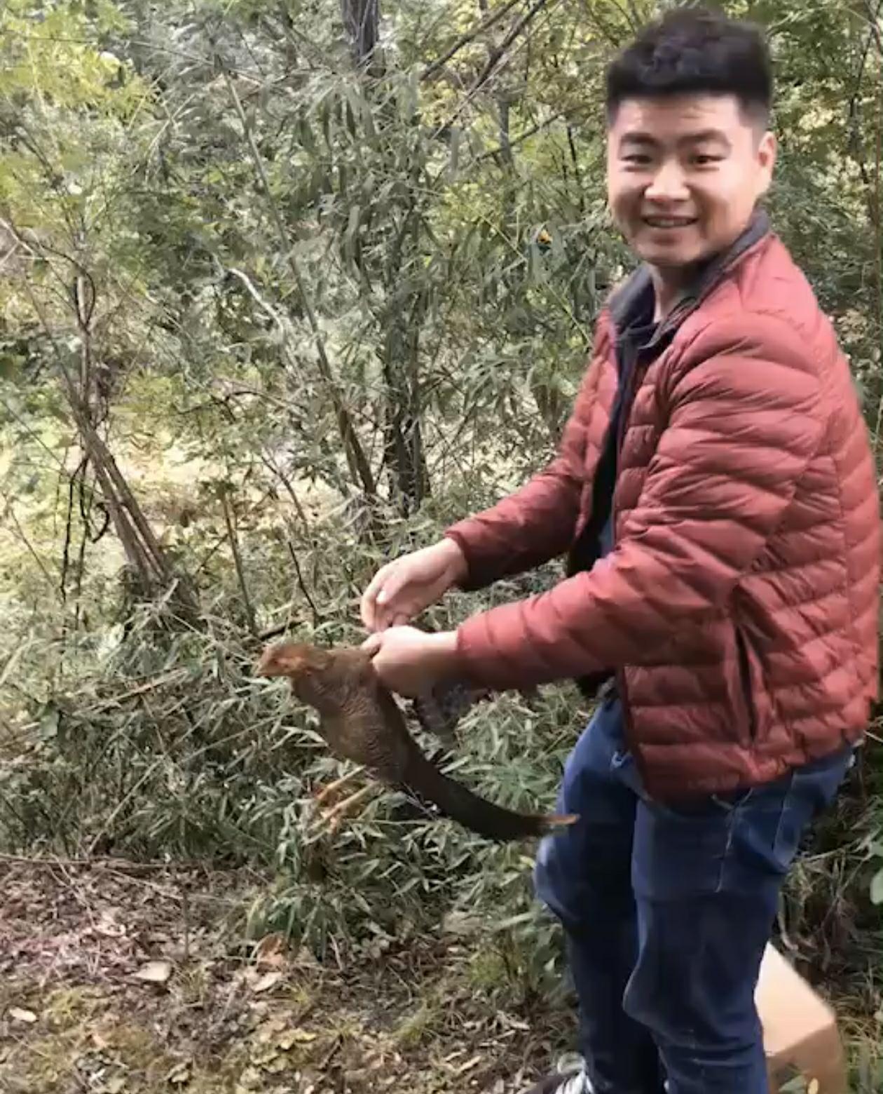 吴文霜将野鸡放回山林_毒霸看图