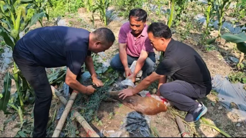 微信图片_20250717171424