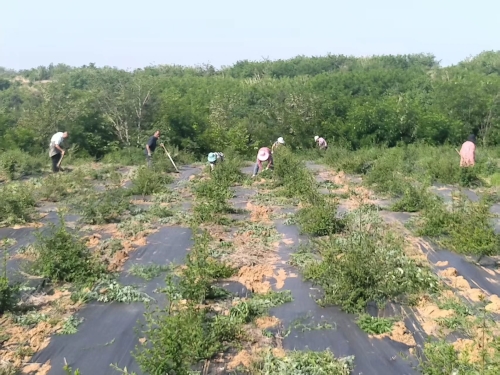 微信图片_20250808095613