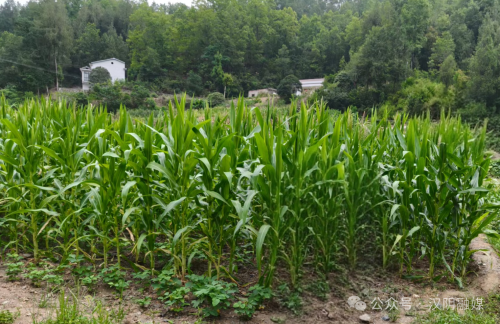 微信图片_20250811211947