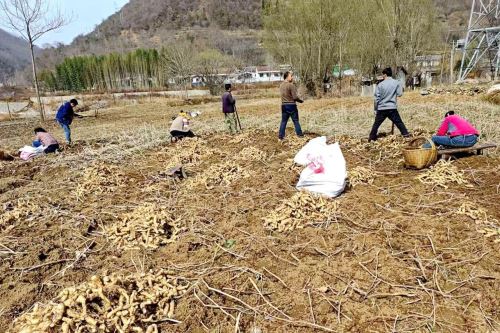 留坝县江口镇：抢抓农时绘“丰景” 多措并举助春耕