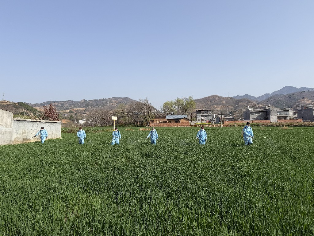 丹凤县：抢抓春管促弱转壮 全县防治有序推进