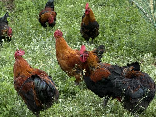 6f8099dda84afc8de5803b6b89a32108 6f8099dda84afc8de5803b6b89a32108