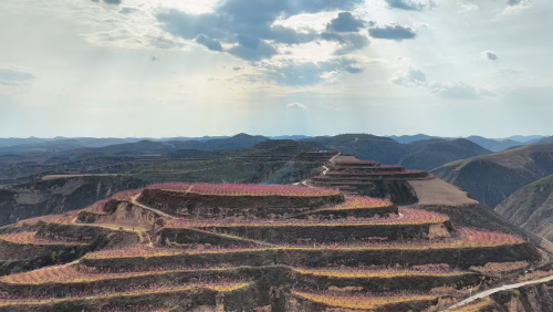 子洲县驼耳巷乡：千亩桃园引领群众增收致富