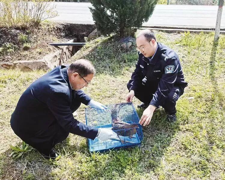 麟游县公安局九成宫森林派出所两天连续救助两只红腹锦鸡 守护野生珍禽安全