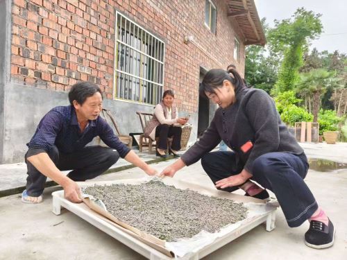 黎道志给蚕农分发共育的小蚕