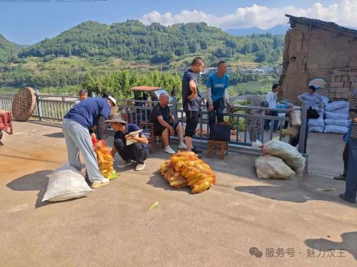 上门收粮解民忧 闭环助农促增收——紫阳县汉王镇农安村政企联动助力乡村振兴