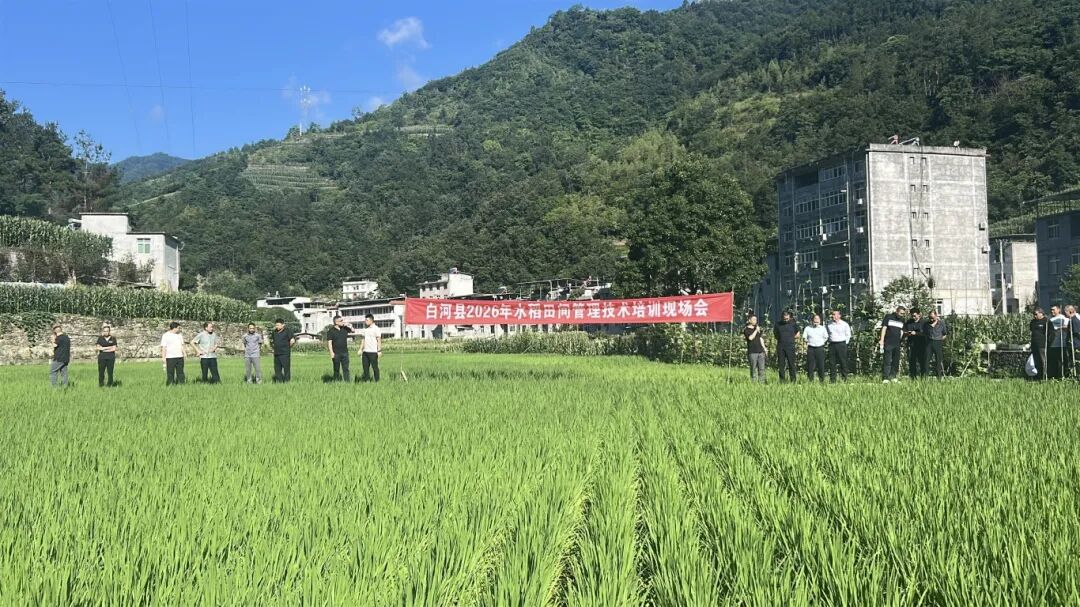 白河县召开2026年魔芋和水稻田间管理技术培训现场会