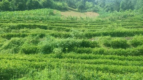 汉阴县汉阳镇白庙村：小小茶叶富农家  绿色产业助振兴