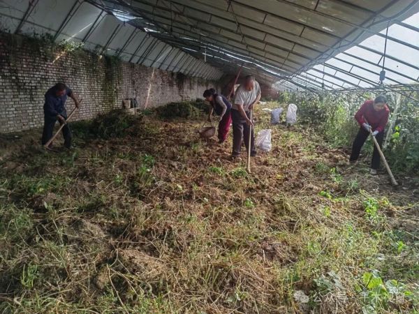 大棚薯香迎丰收 集体经济促振兴——凤县平木镇平木村特色产业铺就富民路